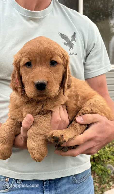 Kai – Golden Retriever puppy for sale in Delta, CO