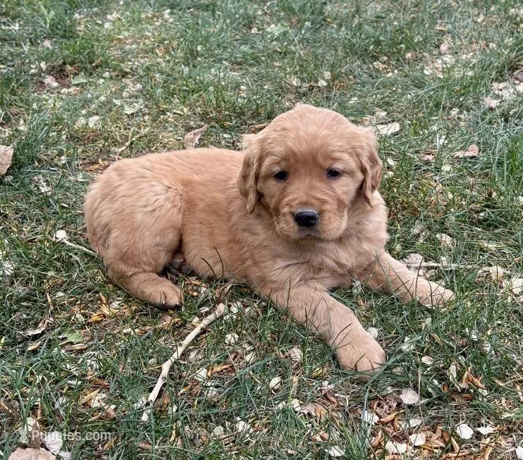 Nova – Golden Retriever puppy for sale in Delta, CO