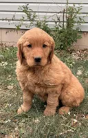 Kai, a female Golden Retriever for sale in Delta, CO – 3 of 5
