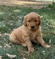 Ziggy, a male Golden Retriever for sale in Delta, CO – Photo 1 of 2
