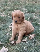 Ziggy, a male Golden Retriever for sale in Delta, CO – Photo 2 of 2