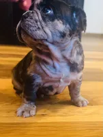 Cash, a male French Bulldog for sale in Waynesboro, VA – 2 of 4