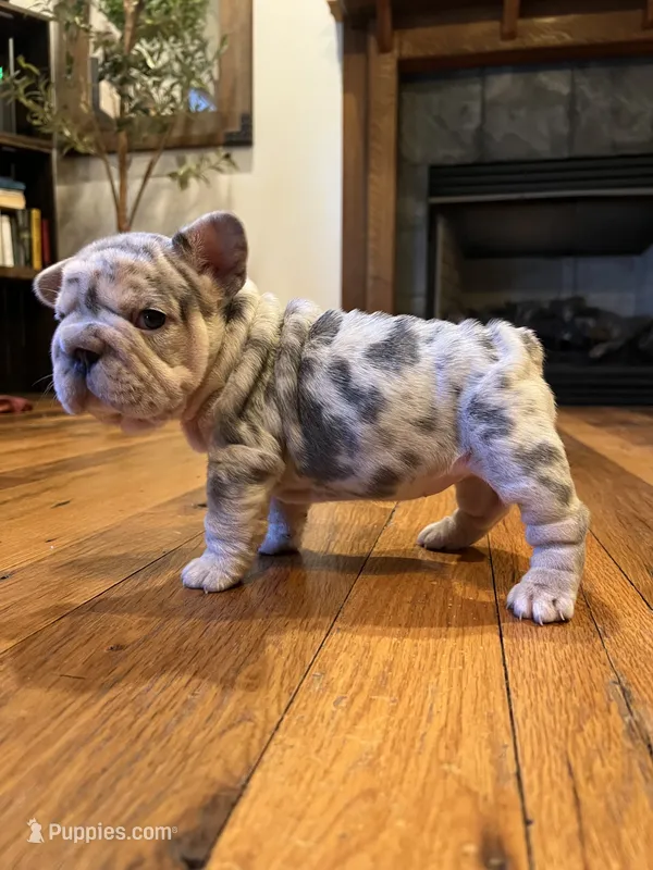 Diamond – French Bulldog puppy for sale in Waynesboro, VA