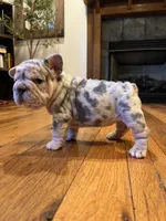 Diamond, a female French Bulldog for sale in Waynesboro, VA – 1 of 4