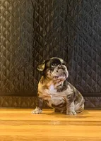 Cash, a male French Bulldog for sale in Waynesboro, VA – 3 of 4