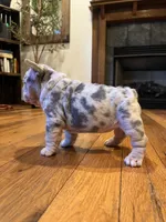 Diamond, a female French Bulldog for sale in Waynesboro, VA – 2 of 4