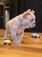 Penny, a female French Bulldog for sale in Waynesboro, VA – 4 of 4