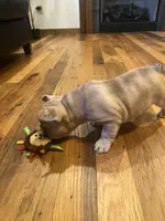 Penny, a female French Bulldog for sale in Waynesboro, VA – 3 of 4