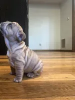 Goldie, a female French Bulldog for sale in Waynesboro, VA – 4 of 5