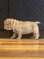 Goldie, a female French Bulldog for sale in Waynesboro, VA – 3 of 5