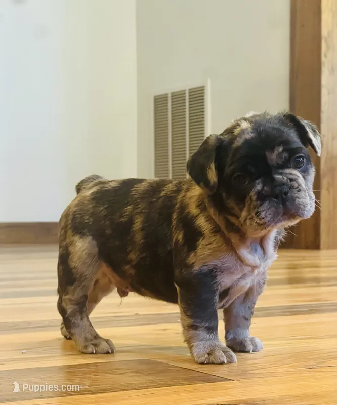Cash – French Bulldog puppy for sale in Waynesboro, VA