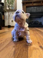 Diamond, a female French Bulldog for sale in Waynesboro, VA – 4 of 4