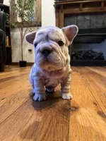 Diamond, a female French Bulldog for sale in Waynesboro, VA – 3 of 4