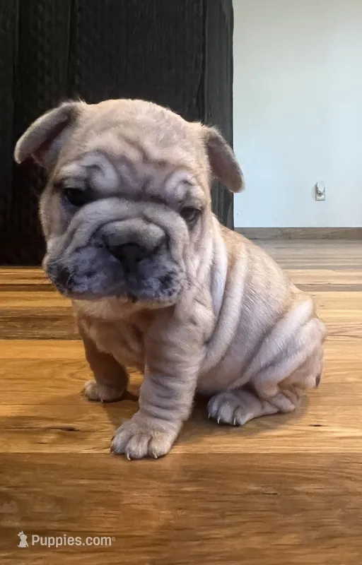 Goldie – French Bulldog puppy for sale in Waynesboro, VA