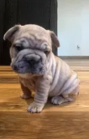 Goldie, a female French Bulldog for sale in Waynesboro, VA – 1 of 5