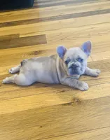 Penny, a female French Bulldog for sale in Waynesboro, VA – 2 of 4
