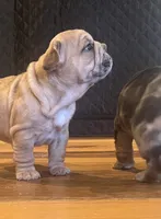 Goldie, a female French Bulldog for sale in Waynesboro, VA – 2 of 5