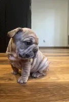 Goldie, a female French Bulldog for sale in Waynesboro, VA – 5 of 5