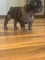Cash, a male French Bulldog for sale in Waynesboro, VA – 4 of 4