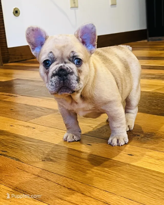 Penny – French Bulldog puppy for sale in Waynesboro, VA