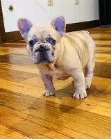 Penny, a female French Bulldog for sale in Waynesboro, VA – 1 of 4