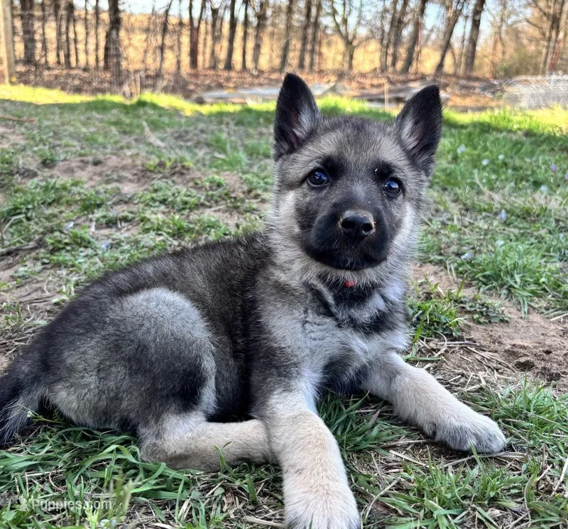 Red Collar – German Shepherd Dog puppy for sale in Mcloud, OK