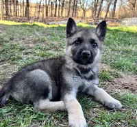 Red Collar, a male German Shepherd Dog for sale in Mcloud, OK – 1 of 1