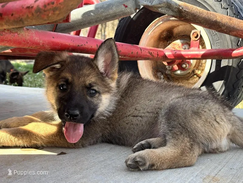 Blue Collar – German Shepherd Dog puppy for sale in Mcloud, OK