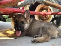 Blue Collar, a male German Shepherd Dog for sale in Mcloud, OK – 1 of 1