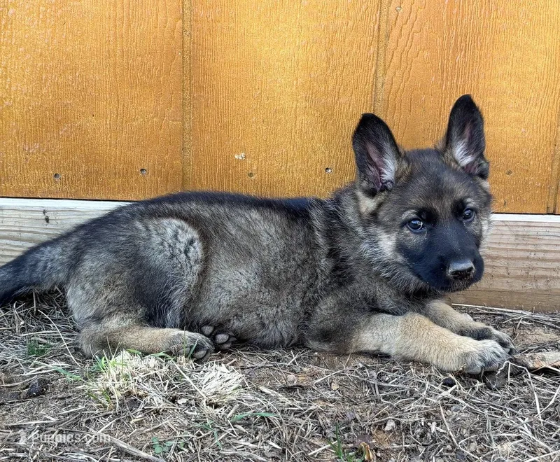 Gray Collar – German Shepherd Dog puppy for sale in Mcloud, OK