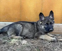 Gray Collar, a male German Shepherd Dog for sale in Mcloud, OK – 1 of 1