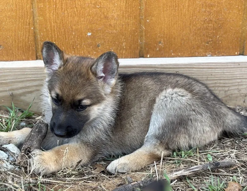 Black Collar – German Shepherd Dog puppy for sale in Mcloud, OK
