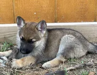 Black Collar, a female German Shepherd Dog for sale in Mcloud, OK – 1 of 1