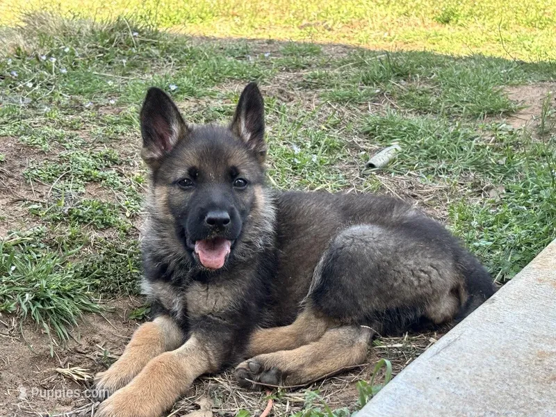 Orange Collar – German Shepherd Dog puppy for sale in Mcloud, OK