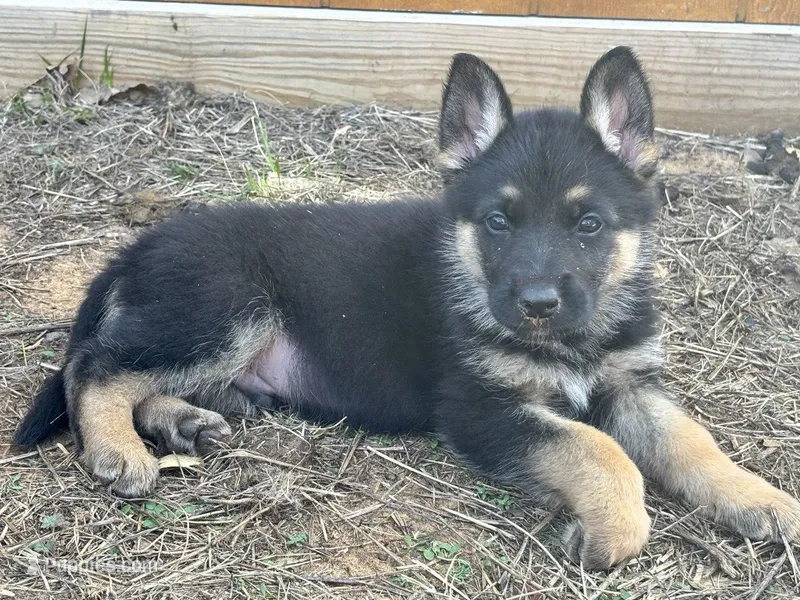 Green Collar – German Shepherd Dog puppy for sale in Mcloud, OK
