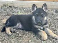 Green Collar, a male German Shepherd Dog for sale in Mcloud, OK – 1 of 1