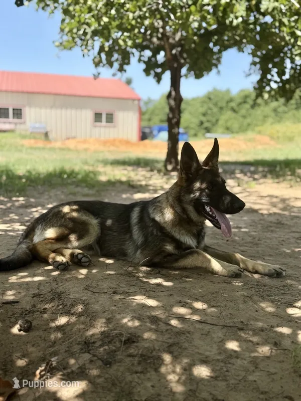 Gray Collar – German Shepherd Dog puppy for sale in Mcloud, OK
