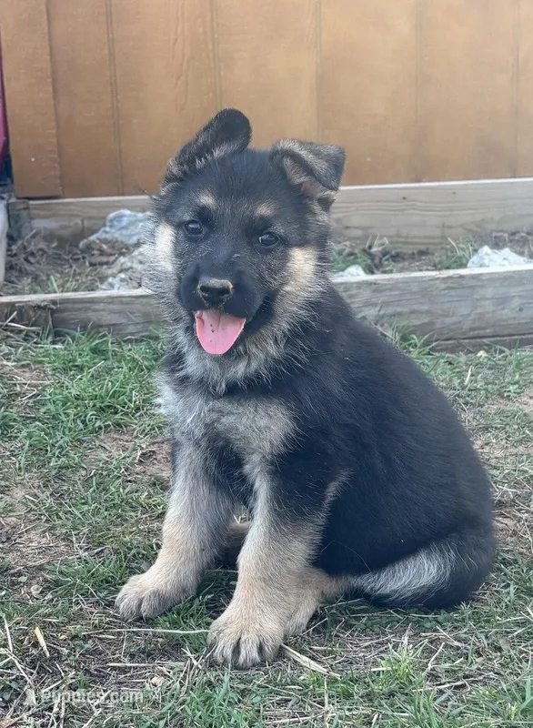 Pink Collar – German Shepherd Dog puppy for sale in Mcloud, OK