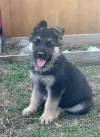 Pink Collar, a female German Shepherd Dog for sale in Mcloud, OK – 1 of 1