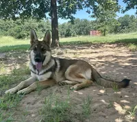 Purple Collar, a female German Shepherd Dog for sale in Mcloud, OK – 1 of 2