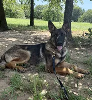 Orange Collar, a female German Shepherd Dog for sale in Mcloud, OK – 1 of 2