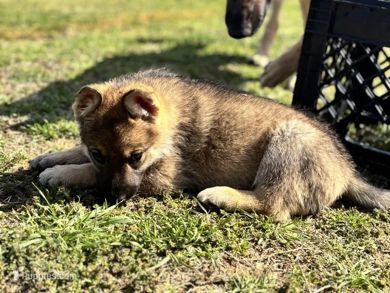Purple Collar – German Shepherd Dog puppy for sale in Mcloud, OK