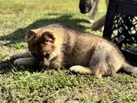 Purple Collar, a female German Shepherd Dog for sale in Mcloud, OK – 1 of 1