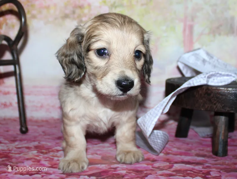 Angel  – Miniature Dachshund puppy on hold in Lead Hill, AR