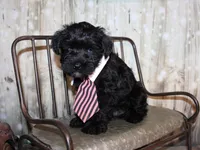 Ash, a male Miniature Schnauzer for sale in Lead Hill, AR – 8 of 10