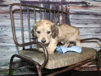 Tanner, a male Miniature Dachshund for sale in Lead Hill, AR – 3 of 10