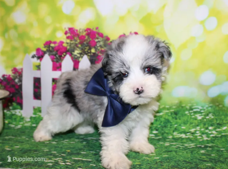 Blue – Miniature Schnauzer puppy on hold in Lead Hill, AR