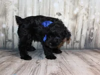 Ash, a male Miniature Schnauzer for sale in Lead Hill, AR – 4 of 10
