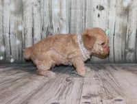 Lulu, a female Poodle - Miniature  for sale in Lead Hill, AR – 6 of 10