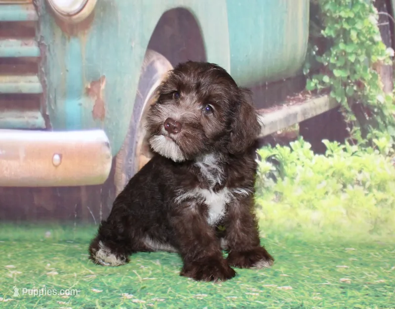 Oliver – Miniature Schnauzer puppy for sale in Lead Hill, AR